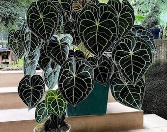 Anthurium Forgetii X Carlablackiae (buz1 X RA8) - Germinated Seeds