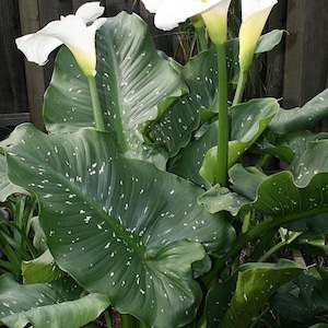 zantedeschia white giant Starter Plant (ALL STARTER PLANTS require you to purchase 2 plants!)