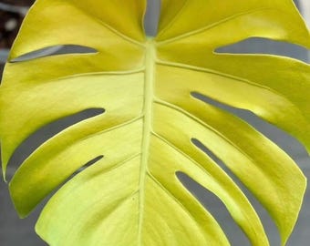 Monstera Super Golden 4” Pot (ALL STARTER PLANTS Require You to