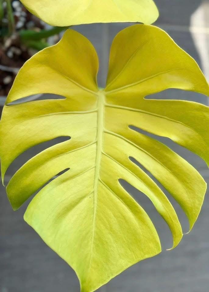 Monstera Super Golden 4” Pot (ALL STARTER PLANTS Require You to