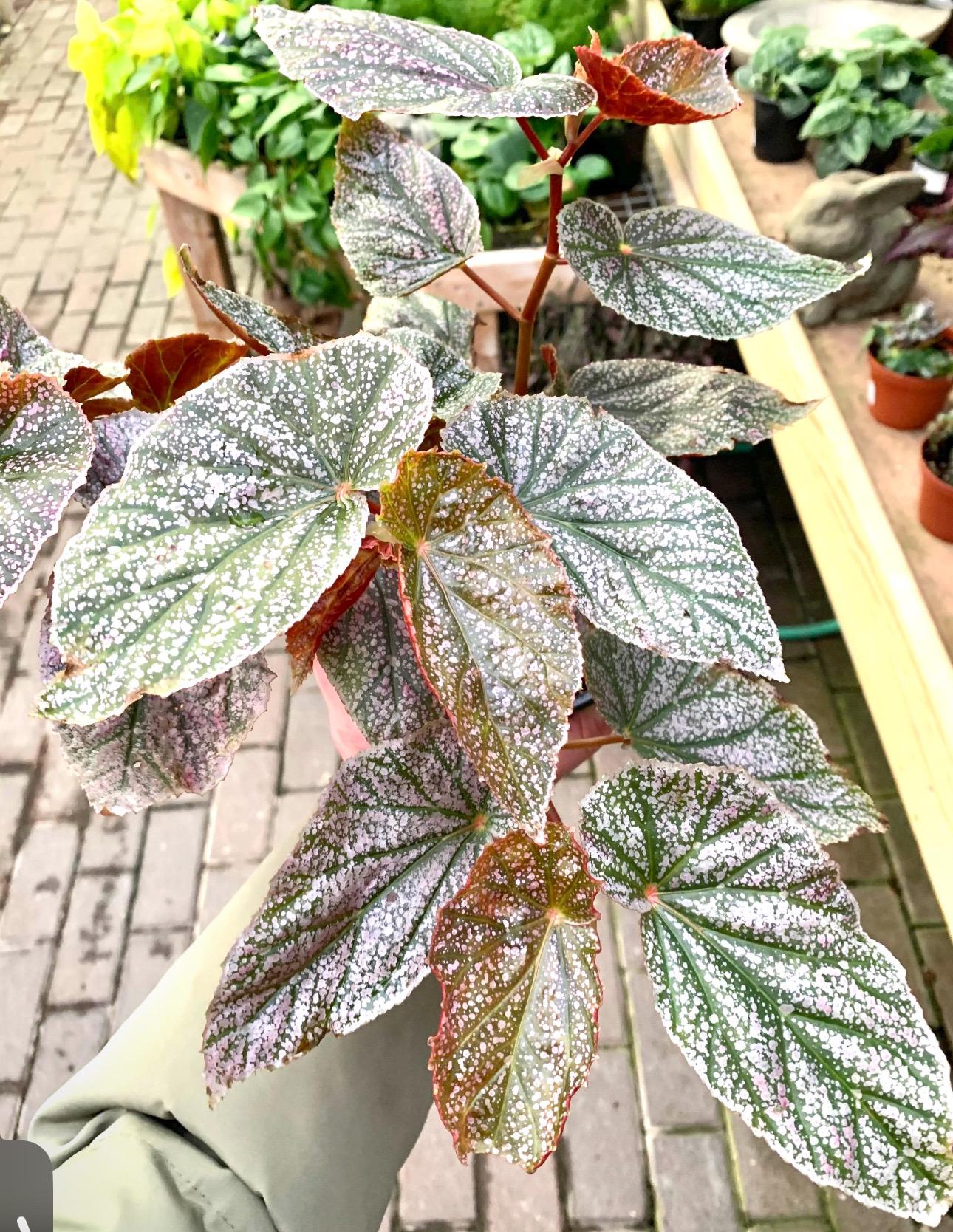 Begonia Maculata Pink Spots 4” Pot (ALL STARTER PLANTS Require You