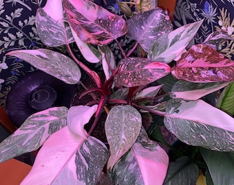 Philodendron Black cherry marble princess  starter plant **(ALL plants require you to purchase ANY 2 plants!)**