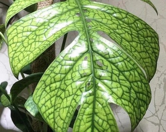 Spider man monstera “amydrium” Starter Plant (ALL STARTER PLANTS require you to purchase 2 plants!)