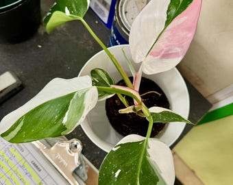May include: A pink and white variegated philodendron plant with green leaves in a white pot. The plant is sitting on a table with a clipboard and a notepad.