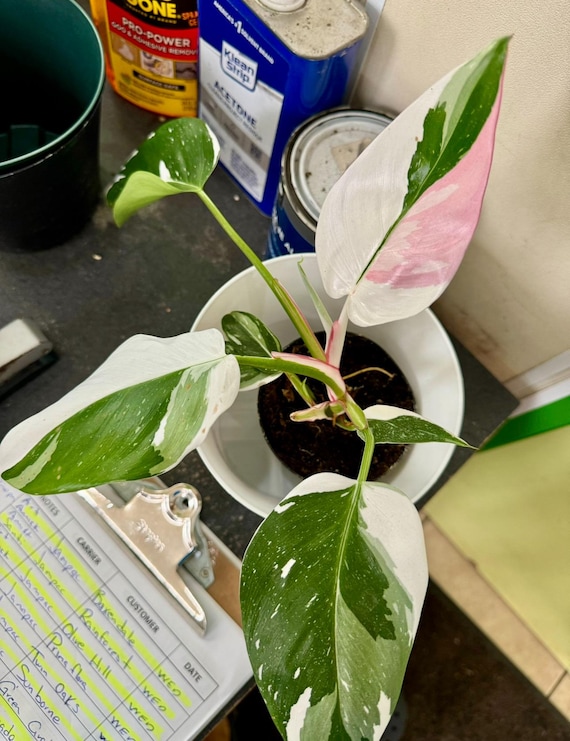 Philodendron White Princess Starter Plant (ALL STARTER PLANTS Require You  to Purchase 2 Plants!) - Etsy