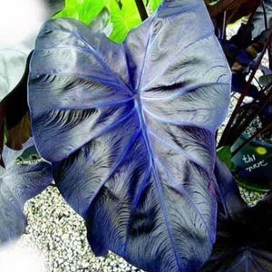 Colocasia black coral elephant ear 4” plant **(ALL plants require you to purchase ANY 2 plants!)**