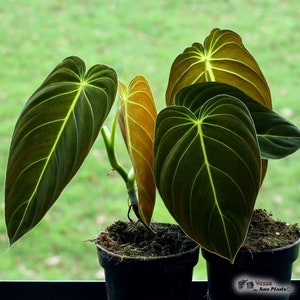 Philodendron Black and Gold Starter Plant (ALL STARTER PLANTS require you to purchase 2 plants!)