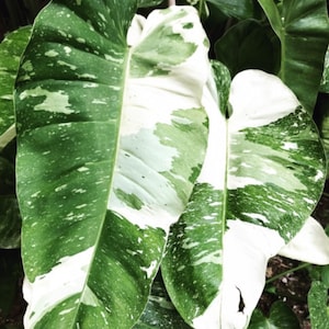 Philodendron Jose Buono Starter Plant (ALL STARTER PLANTS require you to purchase 2 plants!)