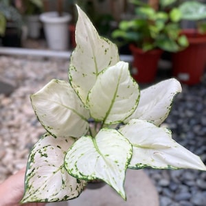 Aglaonema Super white Starter Plant (ALL STARTER PLANTS require you to purchase 2 plants!)