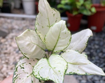 Aglaonema Super white Starter Plant (ALL STARTER PLANTS require you to purchase 2 plants!)
