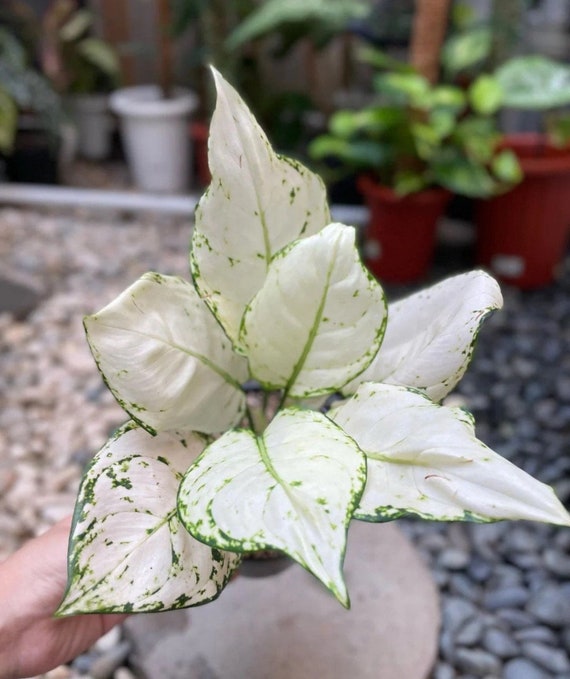 where to buy large house plants ZZ Plant - Large (2-3' tall) Cement Grey Planter