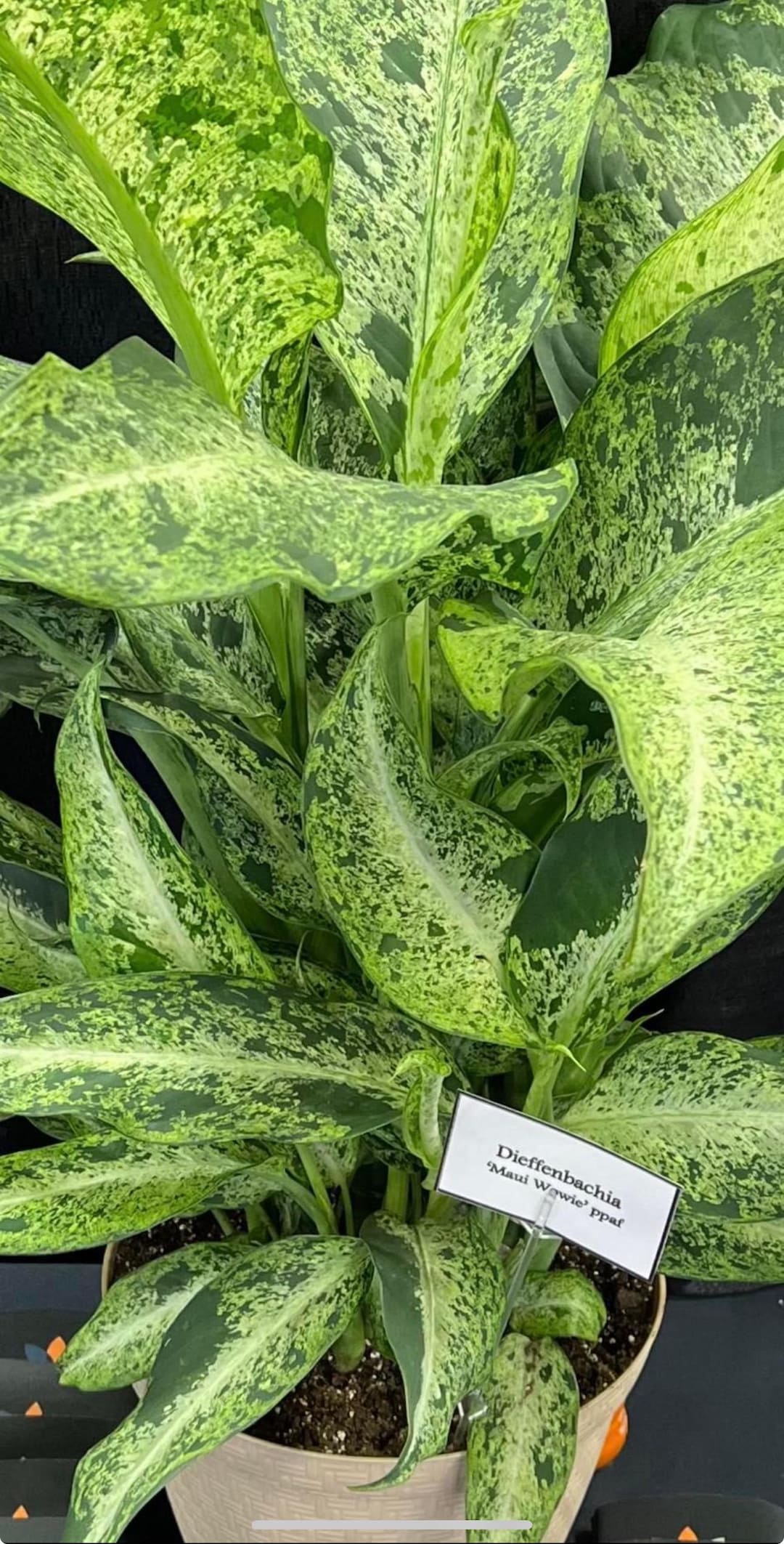 codiaeum croton mammy plant Buy Croton Petra, Codiaeum Variegatum