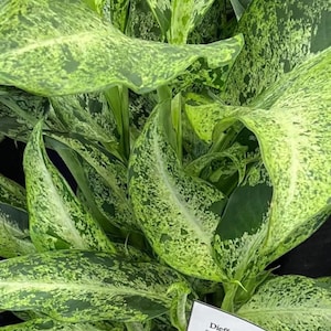 Dieffenbachia Maui wowie Starter Plant (ALL STARTER PLANTS require you to purchase 2 plants!)