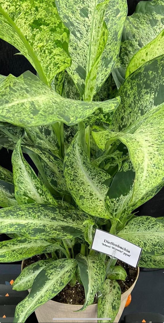 monstera indoor plant Monstera 'Split-Leaf'
