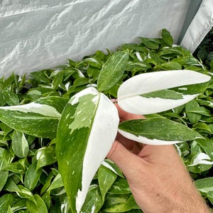 Planta de inicio de filodendro Princesa Blanca (todos los inicios requieren la compra de dos plantas)