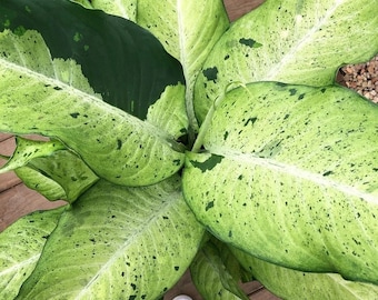 Dieffenbachia Camouflage Starter Plant (ALL STARTER PLANTS require you to purchase 2 plants!)