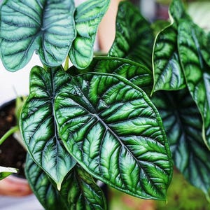 Alocasia sinuata “quilted dream” Starter Plant (ALL STARTER PLANTS require you to purchase 2 plants!)