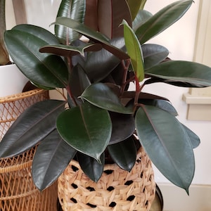 are monsteras easy to care for Monstera Deliciosa: Popular Live Plant - (6” Pot) – Easy Plant Care - Low  Maintenance House Plant for Home