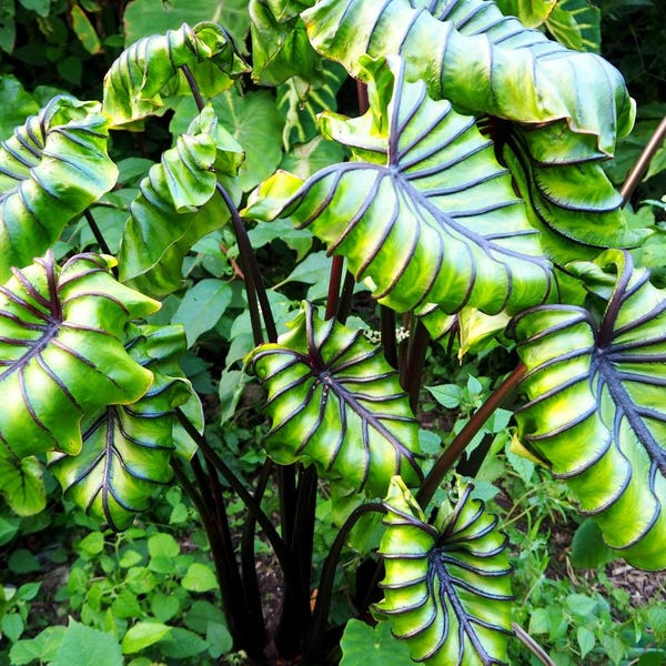 Colocasia Pharaohs mask Starter Plant (ALL STARTER PLANTS require you to purchase 2 plants!)