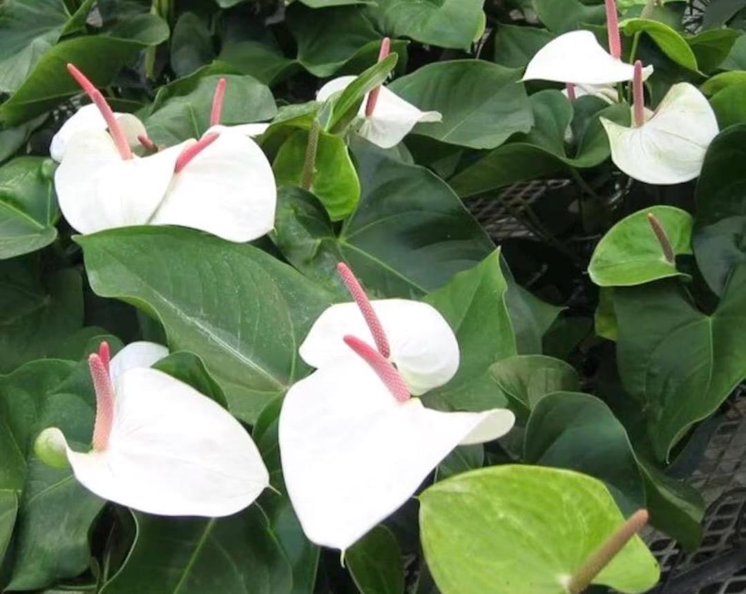 Anthurium White Heart Starter Plant **(ALL Plants Require You to Purchase  ANY 2 Plants!)** - Etsy