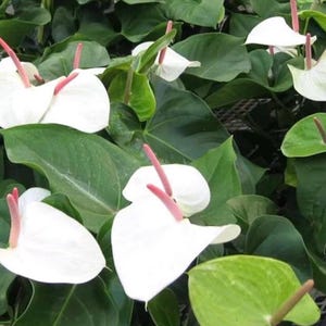 Planta joven de Anthurium White Heart **(¡Todas las plantas requieren la compra de AL MENOS 2 plantas!)**