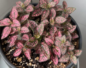 Hypoestes Rose (Polka Dot Plant) starter plant **ALL starter plants require you to purchase 2 plants! **