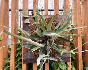 Platycerium "French silver Staghorn Fern" Starter Plant (ALL STARTER PLANTS require you to purchase 2 plants!)