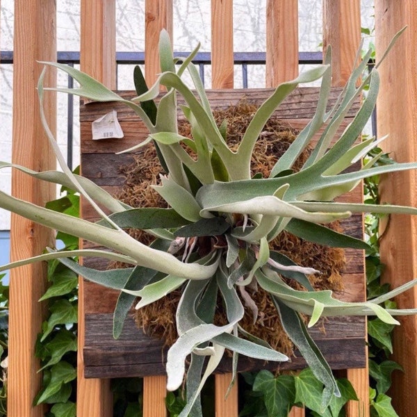 Platycerium "French silver Staghorn Fern" Starter Plant (ALL STARTER PLANTS require you to purchase 2 plants!)