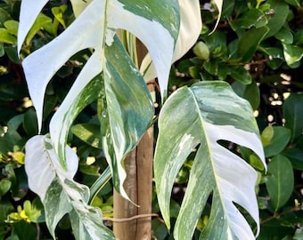 Plante de démarrage en marbre epipremnum giganteum (achat de 2 plantes pour TOUTES LES PLANTES DE BASE !)