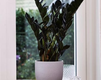 May include: A dark green houseplant with glossy leaves in a light gray ceramic pot. The plant is sitting on a wooden surface near a window.