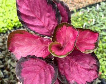 Calathea rosy starter plant (ALL STARTER PLANTS require you to purchase 2 plants!)