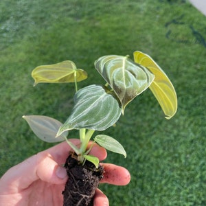 May include: A small, potted plant with large, heart-shaped leaves. The leaves are a mix of green and silver, with prominent veining. The plant is held in a hand against a backdrop of green grass.
