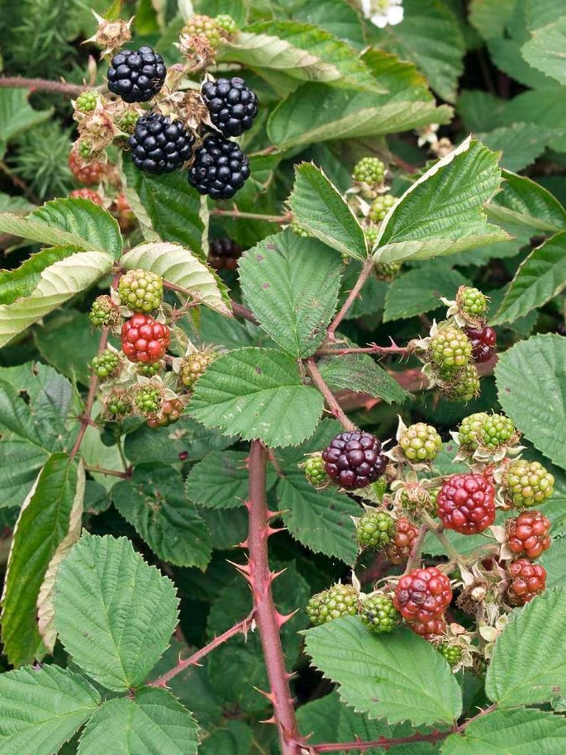 May include: Close-up of a blackberry bush with green leaves and ripe blackberries and red berries.