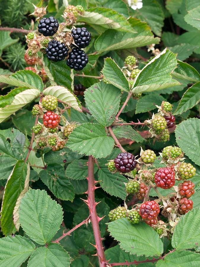 Rubus blackberry “prime ark freedom” Starter Plant (ALL STARTER PLANTS require you to purchase 2 plants!)