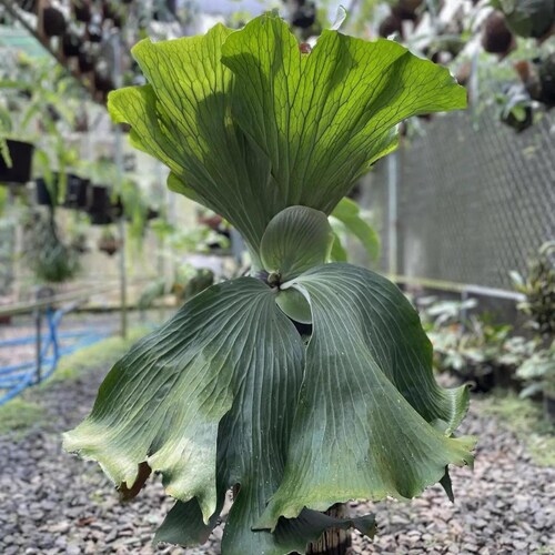 トップス Platycerium Platycerium Neptune Staghorn Fern Starter Plant (ALL STARTER