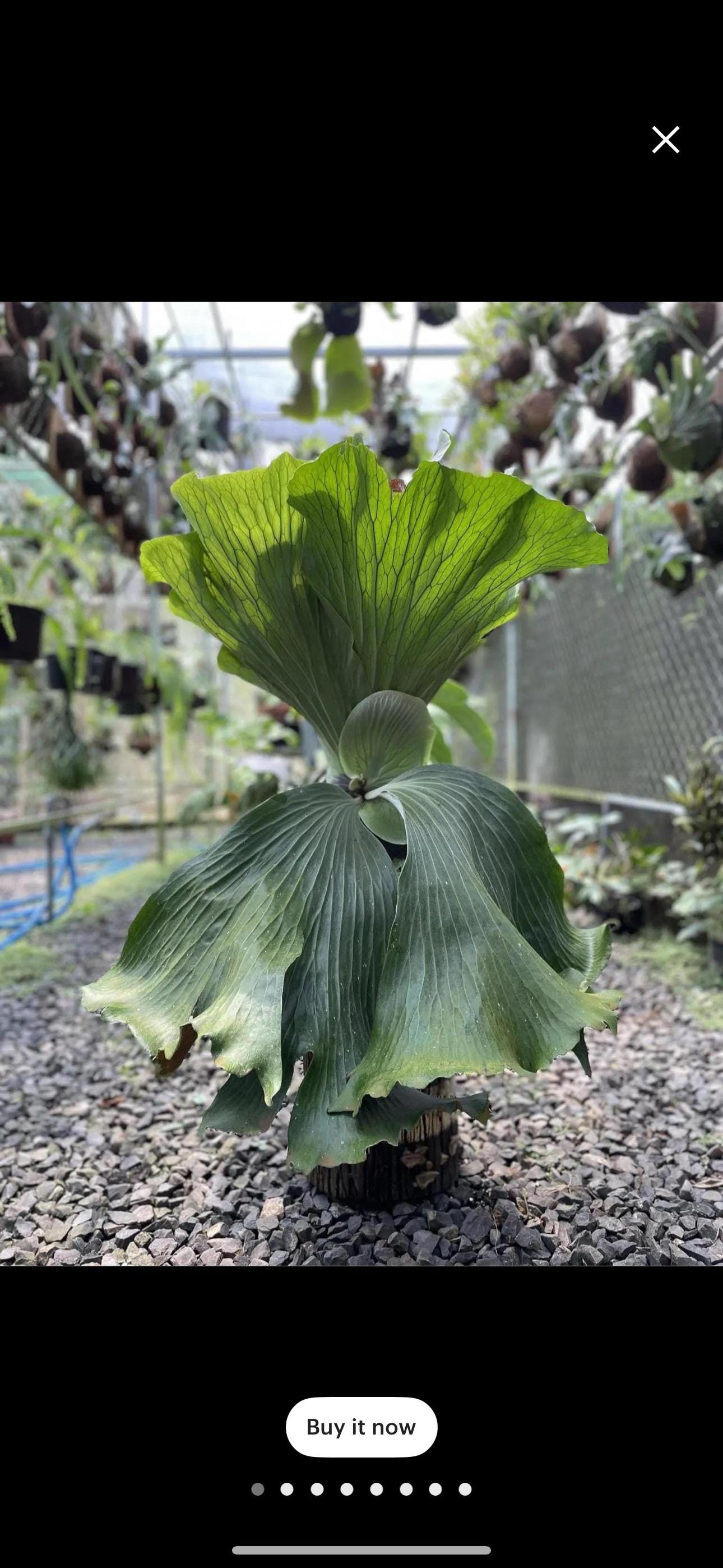 Platycerium Neptune Staghorn Fern 4” Pot (ALL STARTER PLANTS
