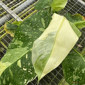 Philodendron Jose Buono Starter Plant (preorder) (ALL STARTER PLANTS require you to purchase 2 plants!)
