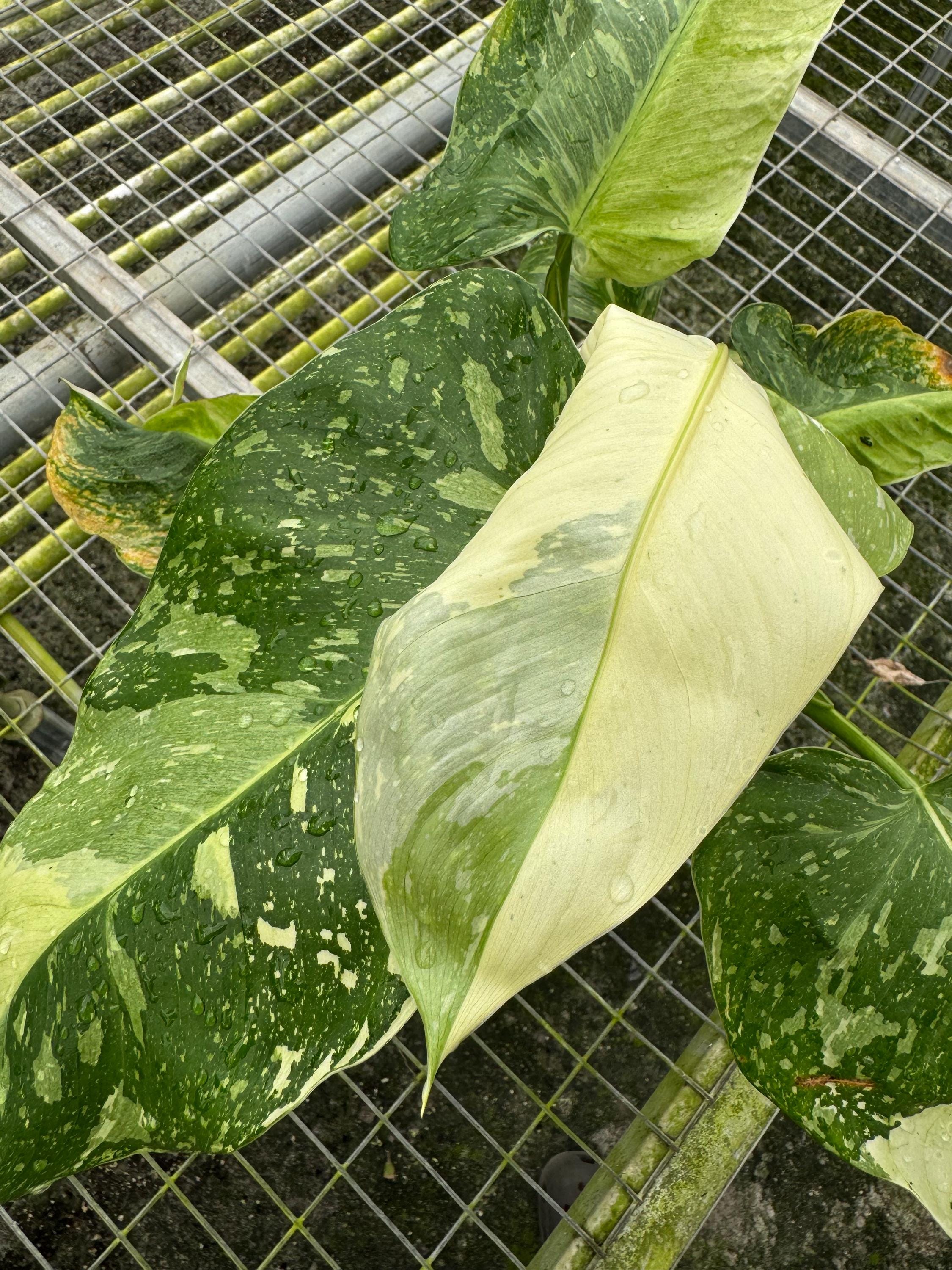 philodendron selloum little hope Philodendron Little Hope'