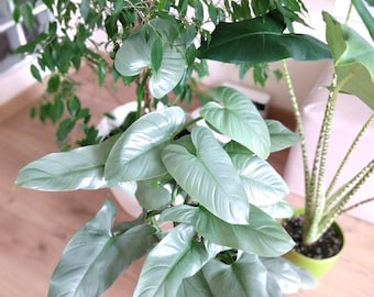 Philodendron hastatum Silver sword starter plant **(ALL plants require you to purchase ANY 2 plants!)**