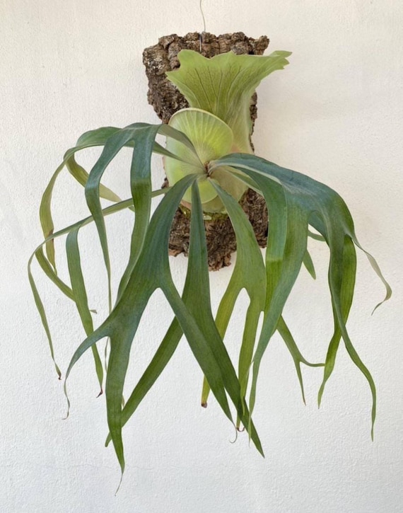 Platycerium Paradox Staghorn Fern Starter Plant (ALL STARTER