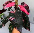 philodendron cherry princess Starter Plant (ALL STARTER PLANTS require you to purchase 2 plants!)