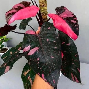 philodendron cherry princess Starter Plant (ALL STARTER PLANTS require you to purchase 2 plants!)