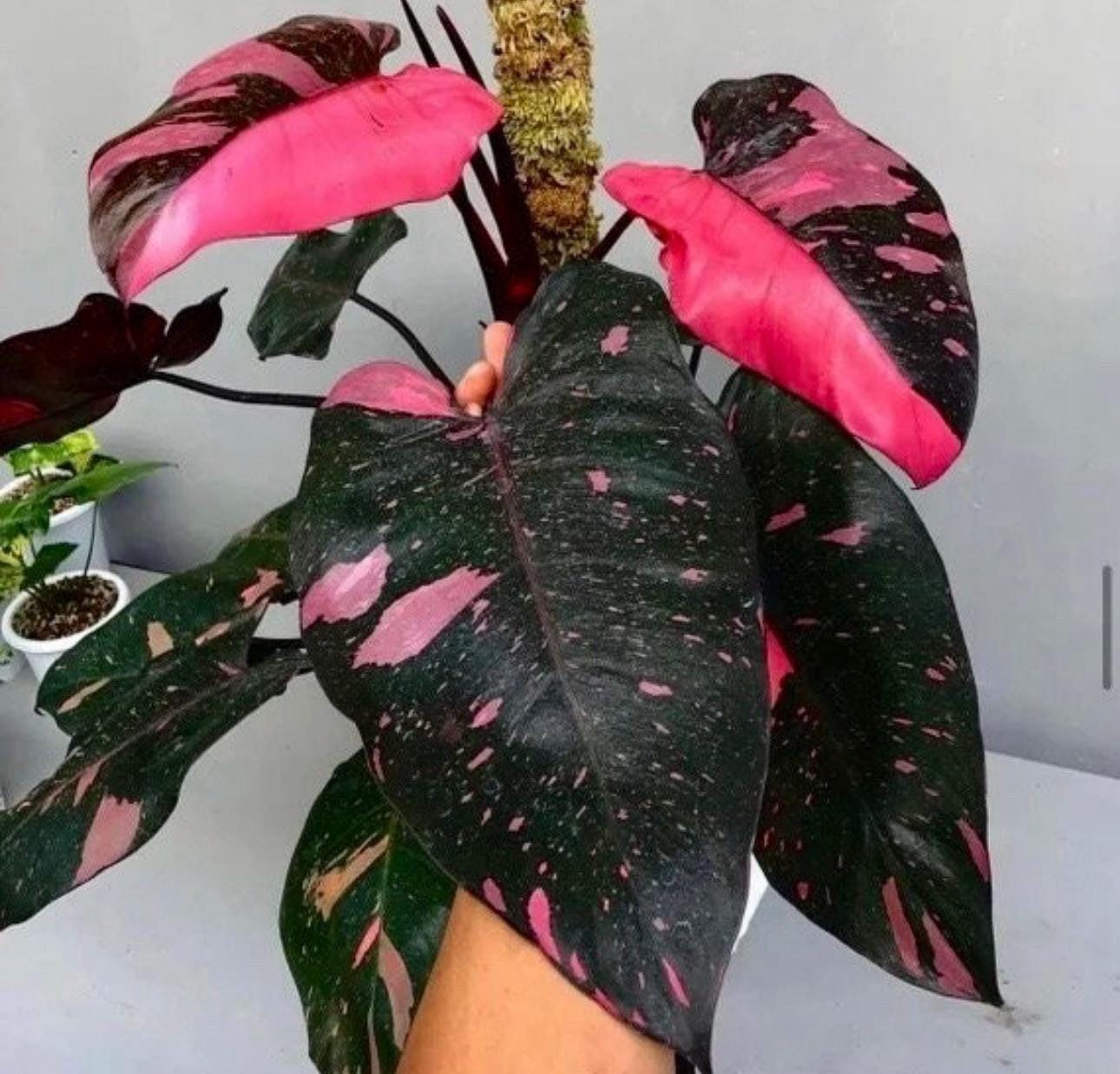 Philodendron Cherry Princess Starter Plant (ALL STARTER PLANTS Require You  to Purchase 2 Plants!) - Etsy