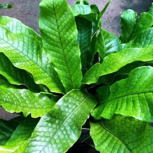 Crocodile fern Starter Plant (ALL STARTER PLANTS require you to purchase 2 plants!)