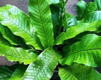 Crocodile fern Starter Plant (ALL STARTER PLANTS require you to purchase 2 plants!)