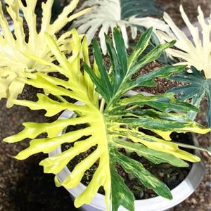 philodendron silver queen pflege Philodendron hastatum 'Silver Sword'