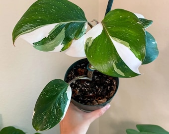 Philodendron Punctata Starter Plant (ALL STARTER PLANTS require you to purchase 2 plants!)