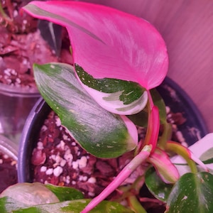 Philodendron White Princess Tricolor - Etsy