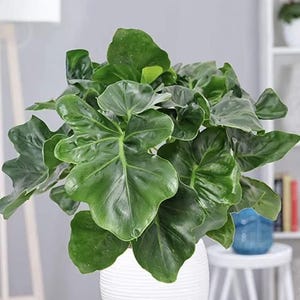 Puede incluir: Una exuberante planta de interior verde con hojas grandes en forma de coraz&oacute;n. La planta est&aacute; en una maceta blanca texturizada. Las hojas tienen un aspecto brillante y la planta est&aacute; bien iluminada, mostrando su color y textura. Planta decorativa.