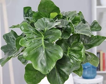 Philodendron super atom Starter Plant (ALL STARTER PLANTS require you to purchase 2 plants!)